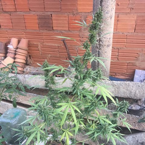 CONIM 01 growlog timeline photo