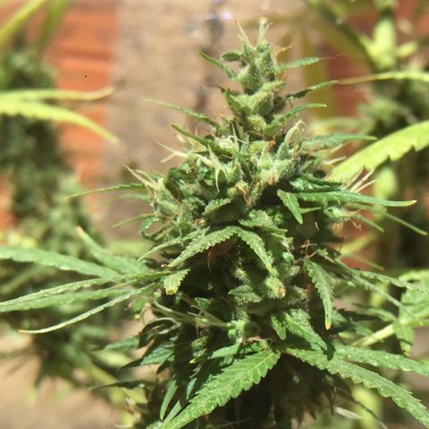 CONIM 01 growlog timeline photo