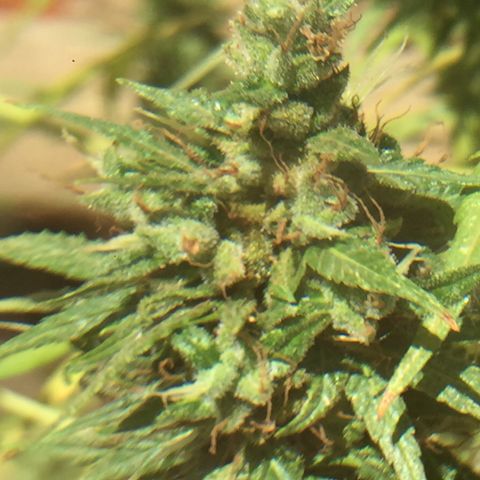 CONIM 01 growlog timeline photo