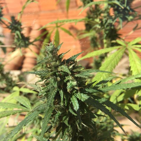 CONIM 01 growlog timeline photo
