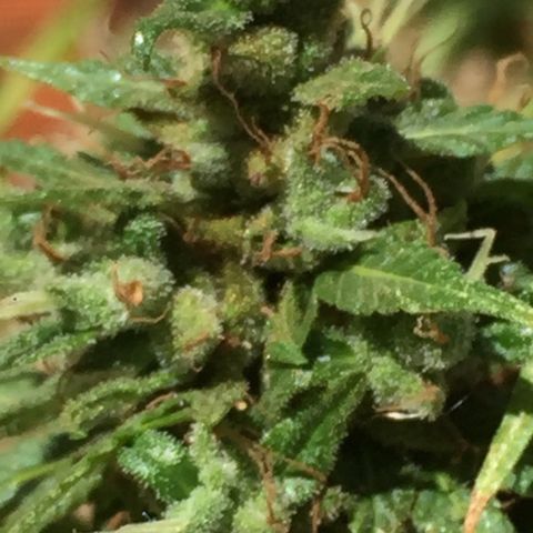CONIM 01 growlog timeline photo