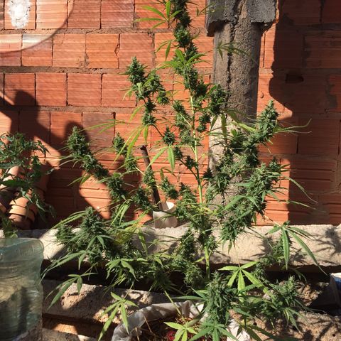 CONIM 01 growlog timeline photo
