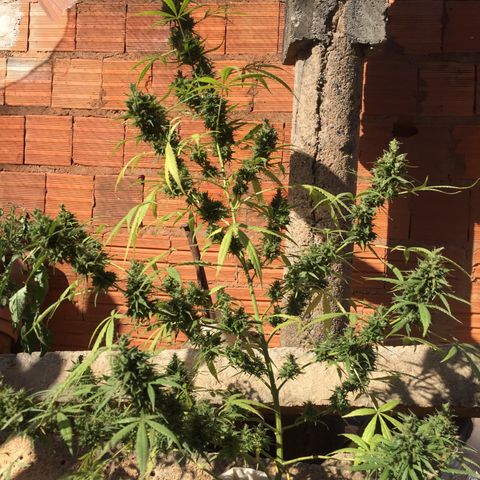 CONIM 01 growlog timeline photo