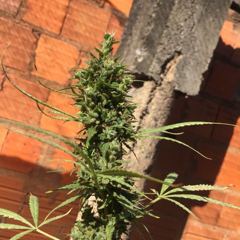 CONIM 01 growlog timeline photo