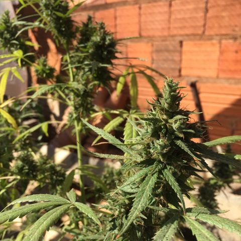CONIM 01 growlog timeline photo