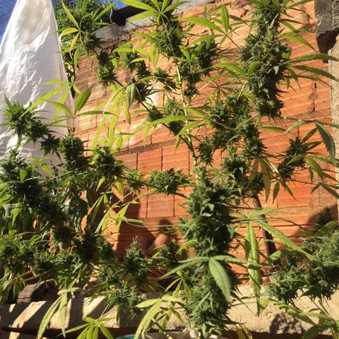 CONIM 01 growlog timeline photo