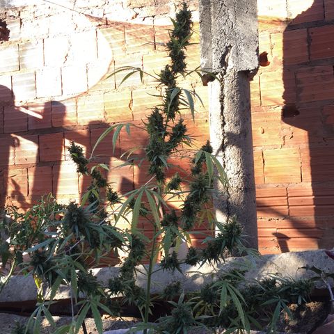CONIM 01 growlog photo: Planta chega na 11 semana bem grande r robusta.