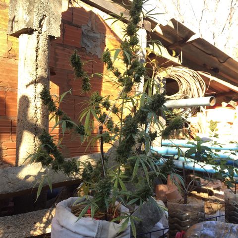 CONIM 01 growlog photo: Planta chega na 11 semana bem grande r robusta.