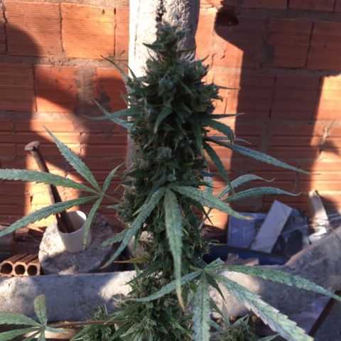 CONIM 01 growlog photo: Planta chega na 11 semana bem grande r robusta.