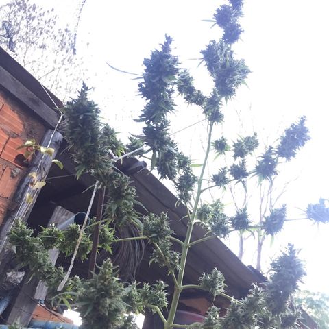 CONIM 01 growlog photo: Primeiro dia da última semana. Conim 01 foi a planta melhor cultivada até o momento. Eu sou muito grato ao universo pela oportunidade de cultivar. Agradeço por ser quem sou e agradeço por ser como sou e onde estou.