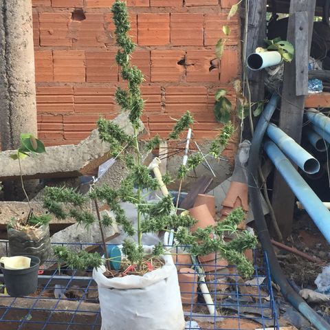 CONIM 01 growlog photo: Primeiro dia da última semana. Conim 01 foi a planta melhor cultivada até o momento. Eu sou muito grato ao universo pela oportunidade de cultivar. Agradeço por ser quem sou e agradeço por ser como sou e onde estou.