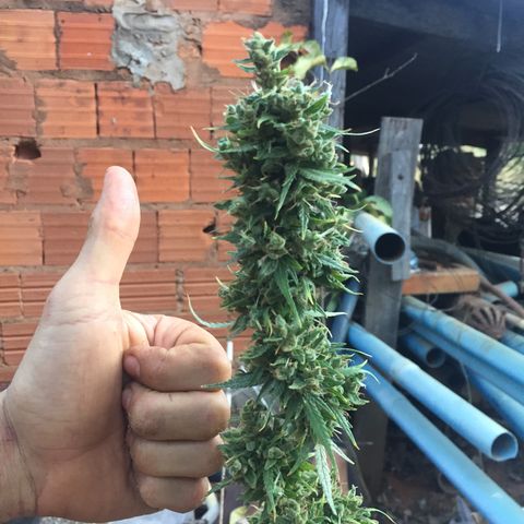 CONIM 01 growlog photo: Primeiro dia da última semana. Conim 01 foi a planta melhor cultivada até o momento. Eu sou muito grato ao universo pela oportunidade de cultivar. Agradeço por ser quem sou e agradeço por ser como sou e onde estou.