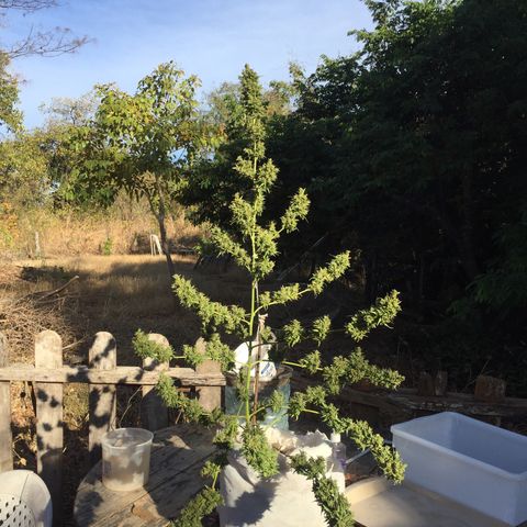 CONIM 01 growlog photo: Colheita feliz 