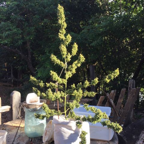 CONIM 01 growlog photo: Colheita feliz 