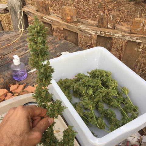 CONIM 01 growlog photo: Colheita feliz 