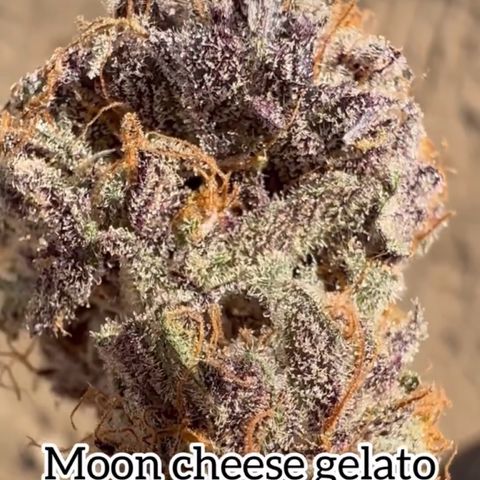 Moon Cheese Gelato growlog timeline photo