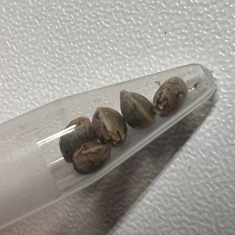 Moon Cheese Gelato growlog timeline photo