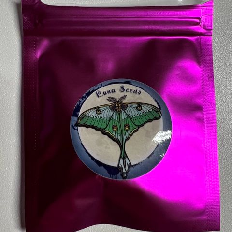Moon Cheese Gelato growlog timeline photo