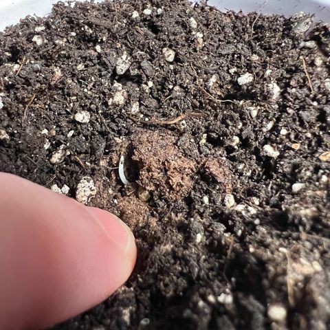 Moon Cheese Gelato growlog photo: 10/10 seeds have successfully germinated!