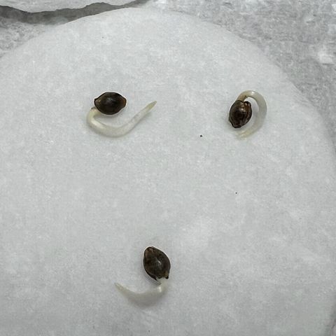 Moon Cheese Gelato growlog photo: 10/10 seeds have successfully germinated!