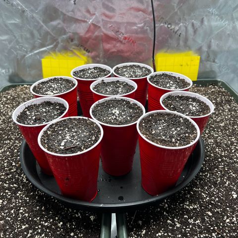 Moon Cheese Gelato growlog photo: 10/10 seeds have successfully germinated!