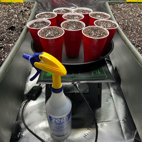 Moon Cheese Gelato growlog photo: Environment Update:
Added stool and seedling mat set to 85°F to help room temp at night/maintain warm root zone for seedlings. 

EarthBox Update: 
Already seeing some of the cover crop starting to come up, actually can see it lifting that top layer of soil the seedlings are under up because of it! 