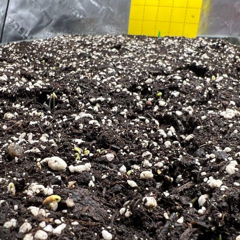 Moon Cheese Gelato growlog photo: Environment Update:
Added stool and seedling mat set to 85°F to help room temp at night/maintain warm root zone for seedlings. 

EarthBox Update: 
Already seeing some of the cover crop starting to come up, actually can see it lifting that top layer of soil the seedlings are under up because of it! 