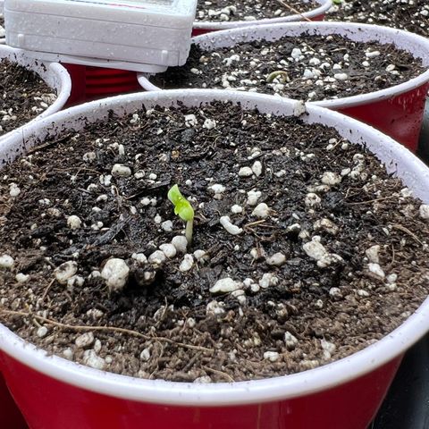 Moon Cheese Gelato growlog photo: First signs of life and Earthbox cover crop update! 