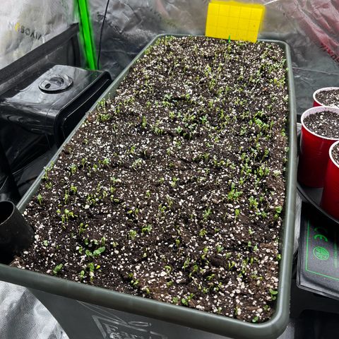 Moon Cheese Gelato growlog photo: First signs of life and Earthbox cover crop update! 