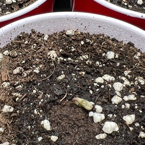Moon Cheese Gelato growlog photo: First signs of life and Earthbox cover crop update! 
