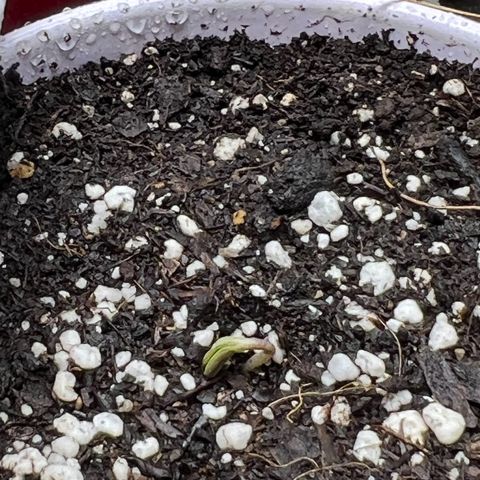 Moon Cheese Gelato growlog photo: First signs of life and Earthbox cover crop update! 