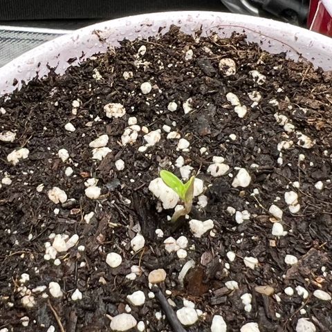 Moon Cheese Gelato growlog photo: First signs of life and Earthbox cover crop update! 