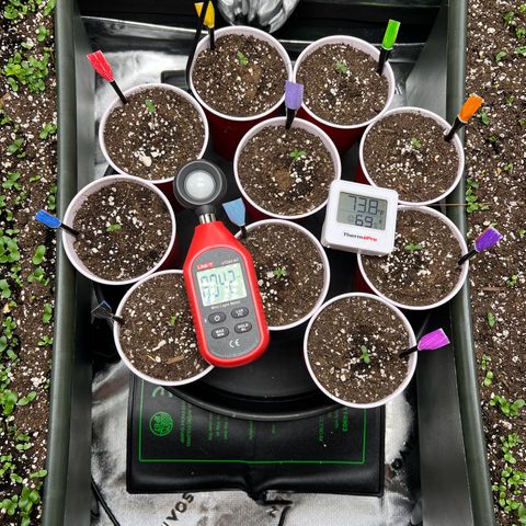 Moon Cheese Gelato growlog photo: - 10/10 seedlings going (added new colored tags)!   - Earthbox Cover Crop Update.   - DLI increasing from 16 - 18 and preparing for transition to 20/4 from current 24hr lights on)