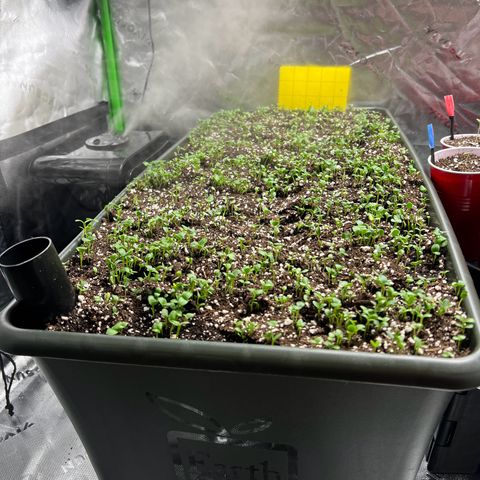 Moon Cheese Gelato growlog photo: - 10/10 seedlings going (added new colored tags)!   - Earthbox Cover Crop Update.   - DLI increasing from 16 - 18 and preparing for transition to 20/4 from current 24hr lights on)