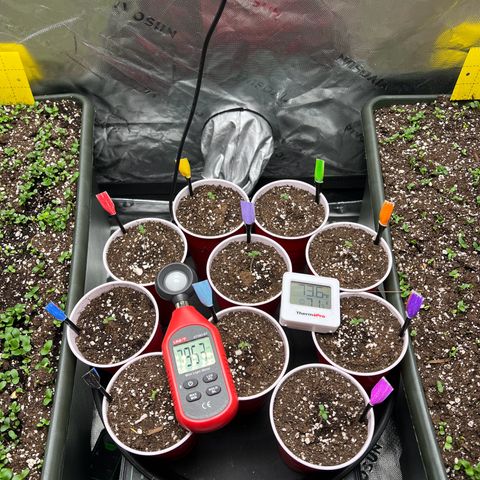 Moon Cheese Gelato growlog photo: - 10/10 seedlings going (added new colored tags)!   - Earthbox Cover Crop Update.   - DLI increasing from 16 - 18 and preparing for transition to 20/4 from current 24hr lights on)