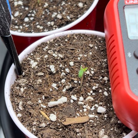 Moon Cheese Gelato growlog photo: PICTURE OF EACH! Will it be a boy or girl? Only time will tell… and maybe sex testing (debating the cost of it ($150 at $15 per test O_o) 