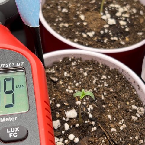 Moon Cheese Gelato growlog photo: PICTURE OF EACH! Will it be a boy or girl? Only time will tell… and maybe sex testing (debating the cost of it ($150 at $15 per test O_o) 