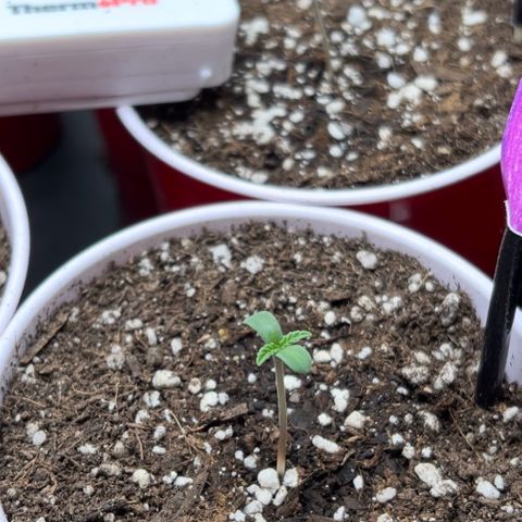 Moon Cheese Gelato growlog photo: PICTURE OF EACH! Will it be a boy or girl? Only time will tell… and maybe sex testing (debating the cost of it ($150 at $15 per test O_o) 