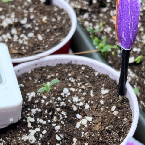 Moon Cheese Gelato growlog photo: PICTURE OF EACH! Will it be a boy or girl? Only time will tell… and maybe sex testing (debating the cost of it ($150 at $15 per test O_o) 