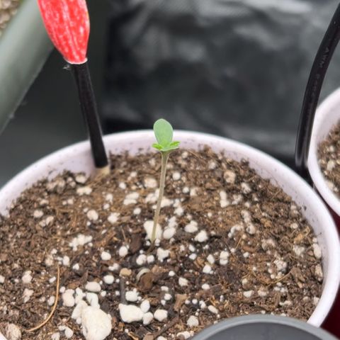 Moon Cheese Gelato growlog photo: PICTURE OF EACH! Will it be a boy or girl? Only time will tell… and maybe sex testing (debating the cost of it ($150 at $15 per test O_o) 