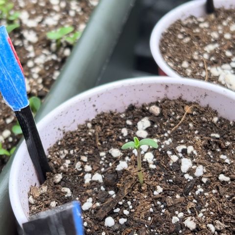 Moon Cheese Gelato growlog photo: PICTURE OF EACH! Will it be a boy or girl? Only time will tell… and maybe sex testing (debating the cost of it ($150 at $15 per test O_o) 
