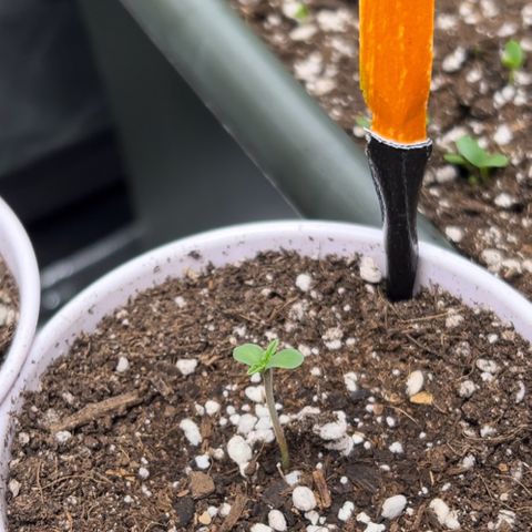 Moon Cheese Gelato growlog photo: PICTURE OF EACH! Will it be a boy or girl? Only time will tell… and maybe sex testing (debating the cost of it ($150 at $15 per test O_o) 
