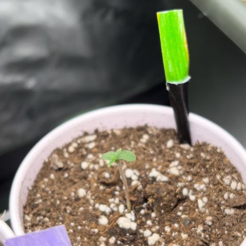 Moon Cheese Gelato growlog photo: PICTURE OF EACH! Will it be a boy or girl? Only time will tell… and maybe sex testing (debating the cost of it ($150 at $15 per test O_o) 