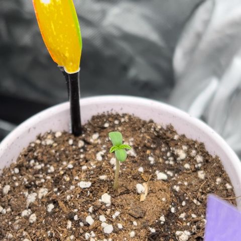 Moon Cheese Gelato growlog photo: PICTURE OF EACH! Will it be a boy or girl? Only time will tell… and maybe sex testing (debating the cost of it ($150 at $15 per test O_o) 
