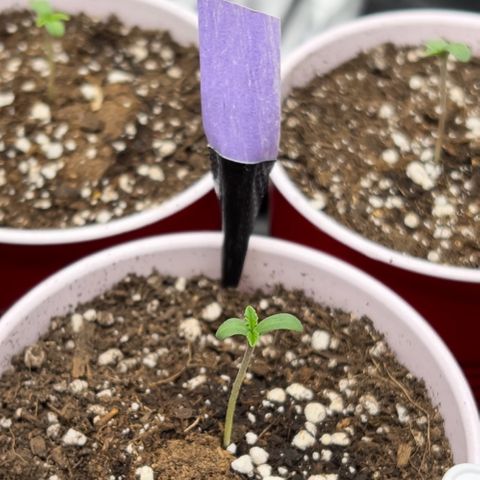 Moon Cheese Gelato growlog photo: PICTURE OF EACH! Will it be a boy or girl? Only time will tell… and maybe sex testing (debating the cost of it ($150 at $15 per test O_o) 