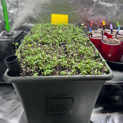Moon Cheese Gelato growlog photo: PPFD/DLI
Earthbox Cover Crop update