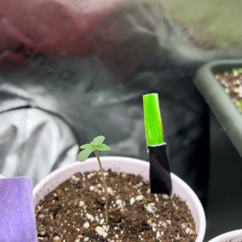 Moon Cheese Gelato growlog photo: All looking healthy and happy so far! 🤞🏼 