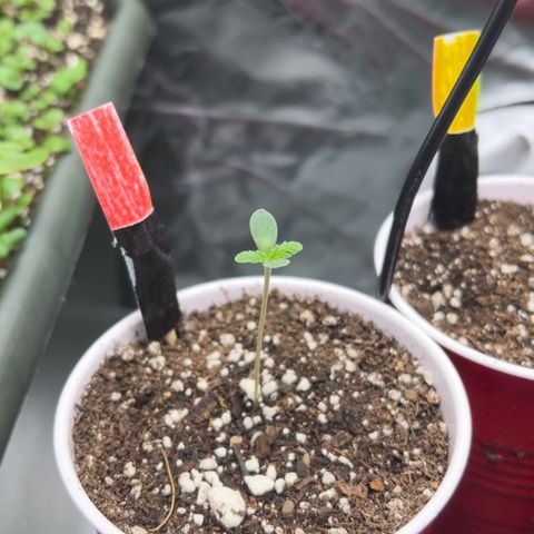 Moon Cheese Gelato growlog photo: All looking healthy and happy so far! 🤞🏼 