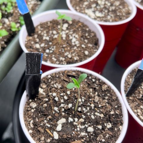 Moon Cheese Gelato growlog photo: All looking healthy and happy so far! 🤞🏼 
