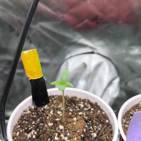 Moon Cheese Gelato growlog photo: All looking healthy and happy so far! 🤞🏼 